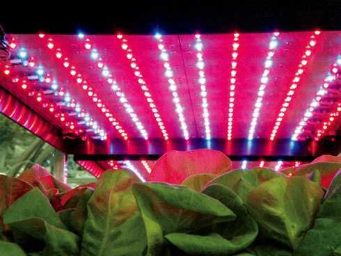 LED UV